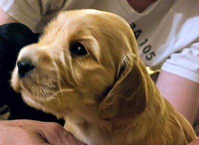 Les chiots de Cocker Spaniel Anglais