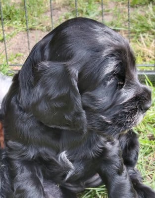 Les chiots de Cocker Spaniel Anglais