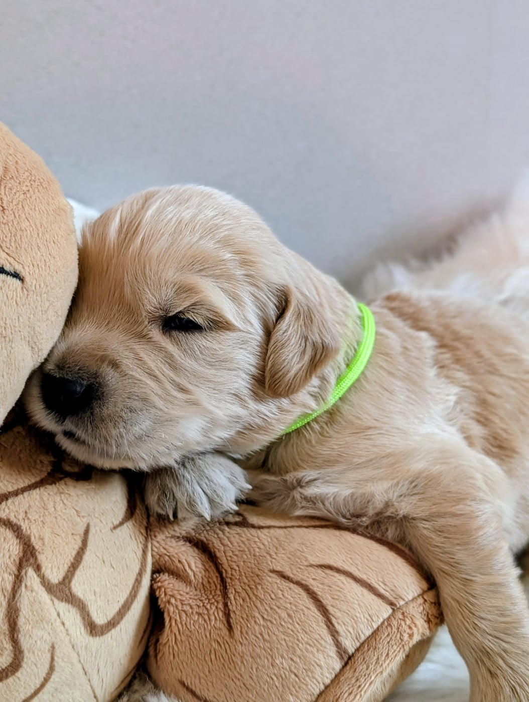 VERT FLUO - Golden Retriever