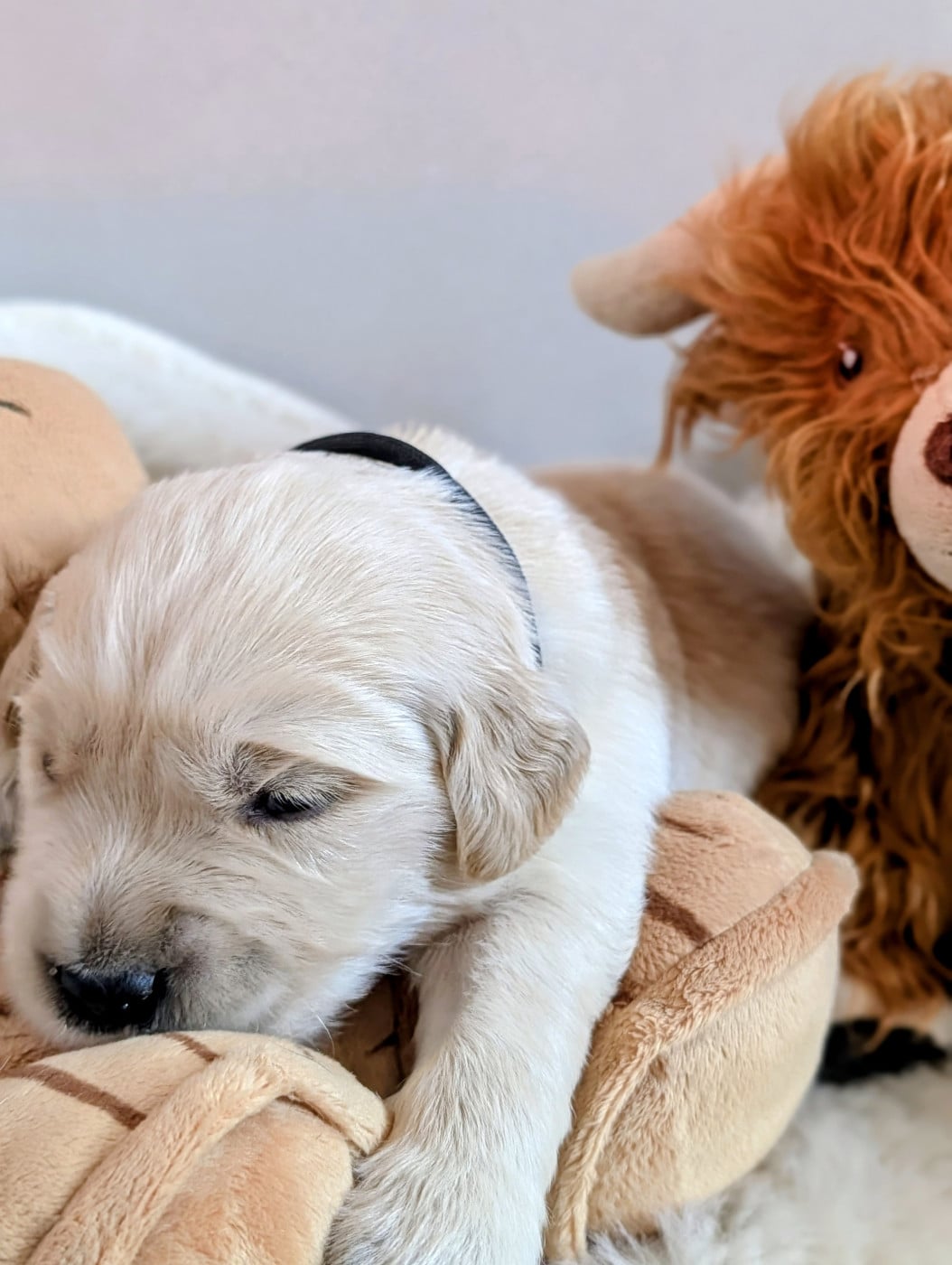 BLACK - Golden Retriever