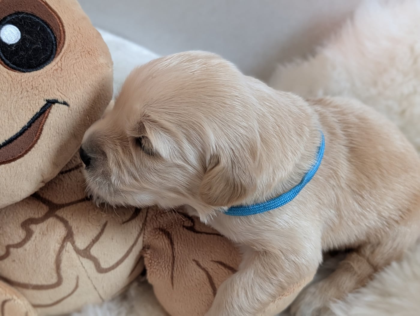BLEU CLAIR - Golden Retriever