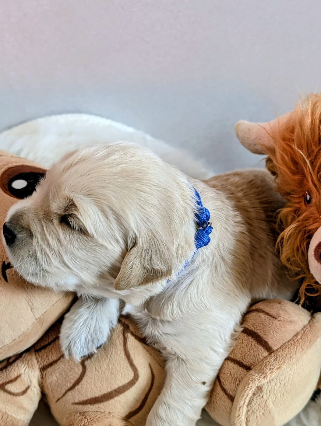 BLEU FONCE - Golden Retriever