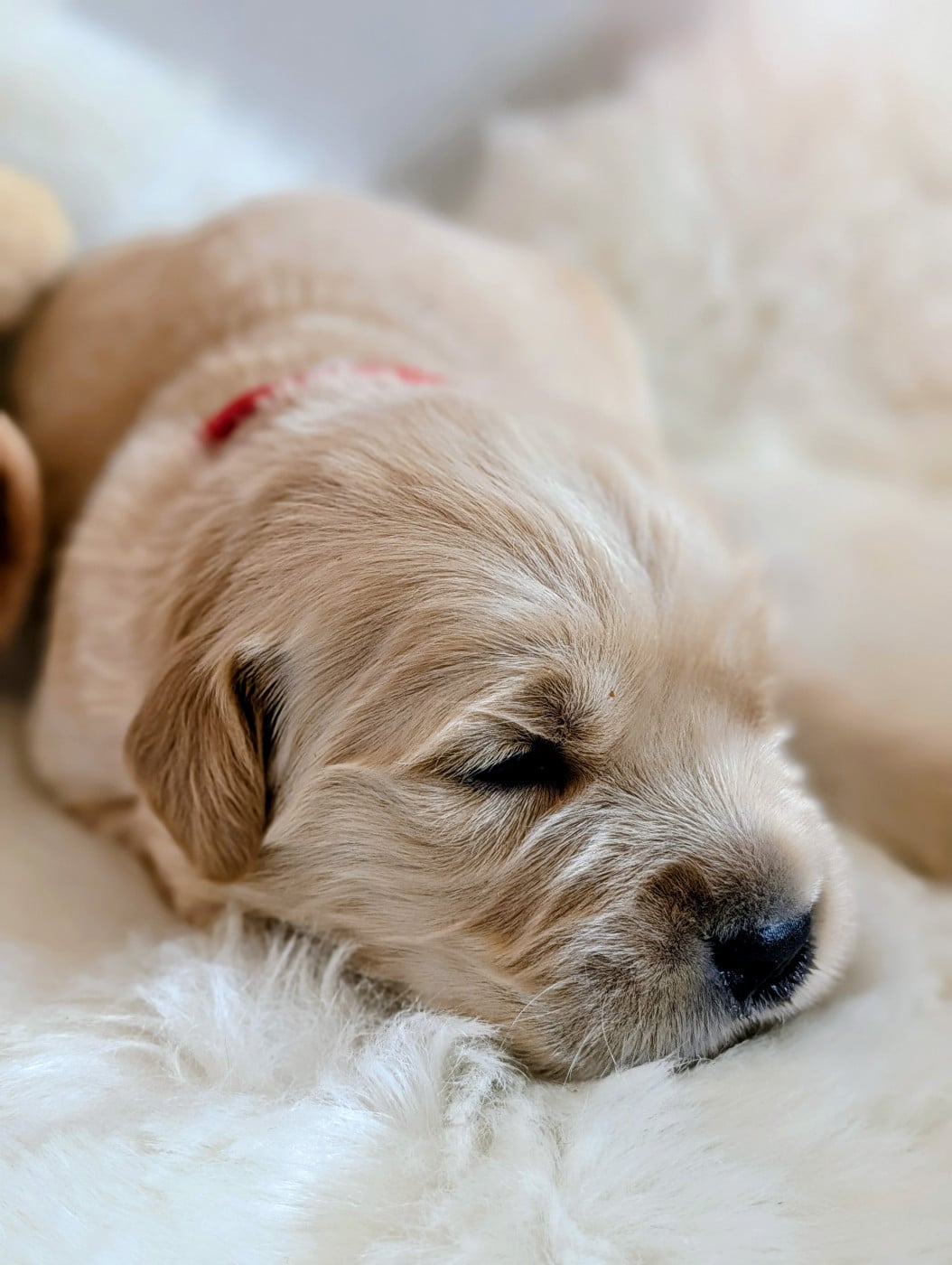 ROUGE - Golden Retriever