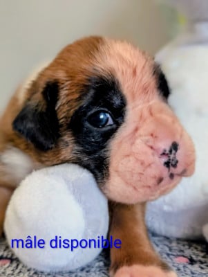 Les chiots de Boxer