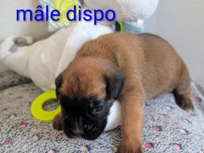 Les chiots de Boxer