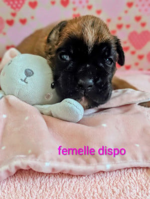 Les chiots de Boxer