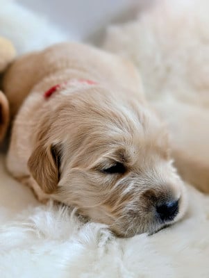 ROUGE - Golden Retriever