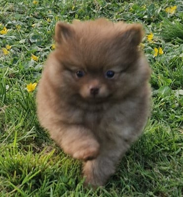 Les chiots de Spitz allemand