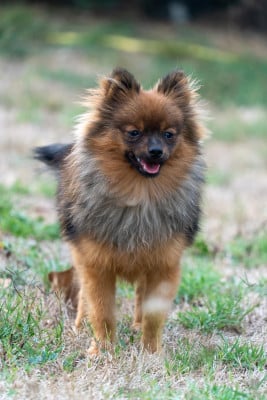 Les chiots de Spitz allemand