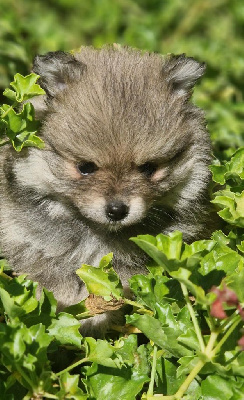 Les chiots de Spitz allemand
