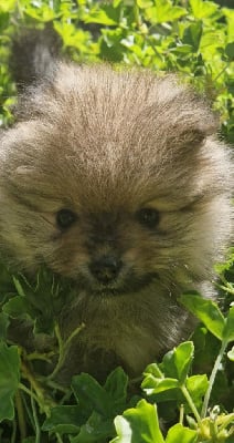 Les chiots de Spitz allemand