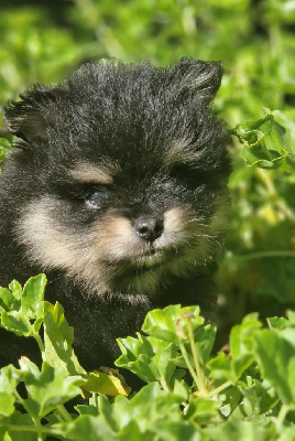 Les chiots de Spitz allemand