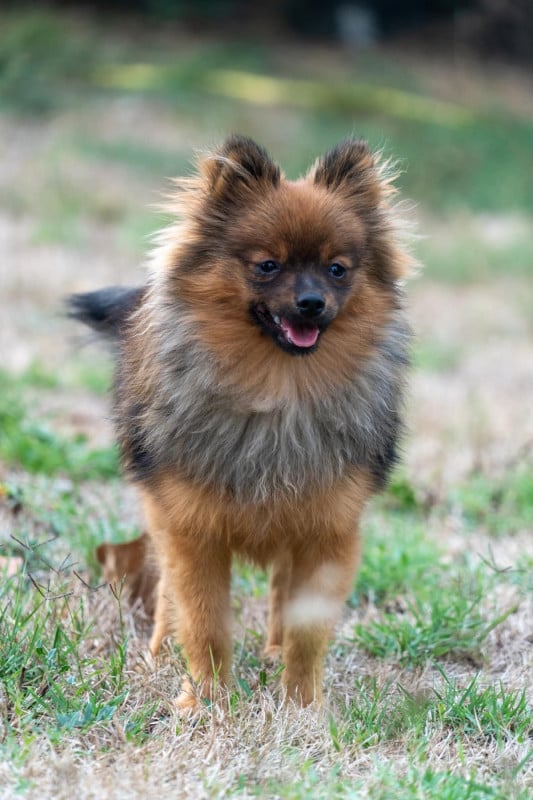 Spitz allemand - Poms Connection