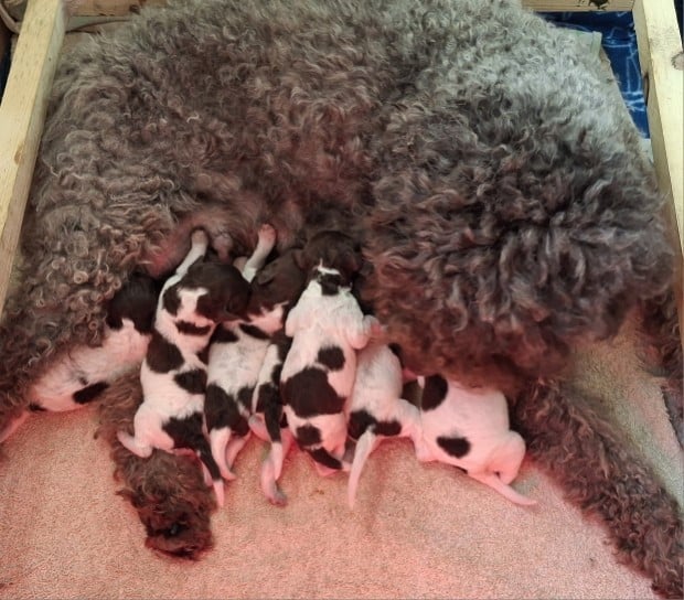 Lagotto Romagnolo - De La Maison Des Tartarin