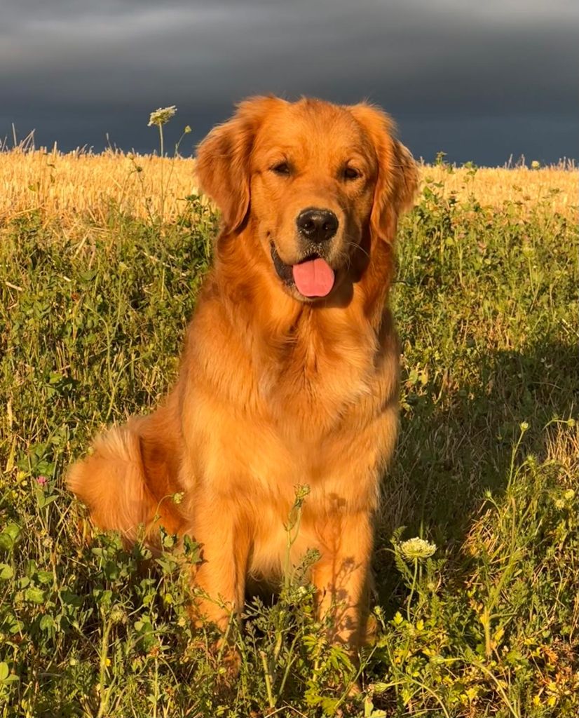 Une citrouille au safran de L'Ambre Libre