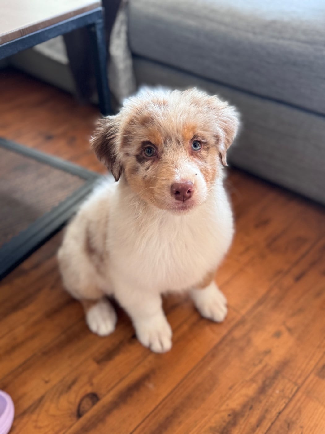 Sheperda A crown forged in fire