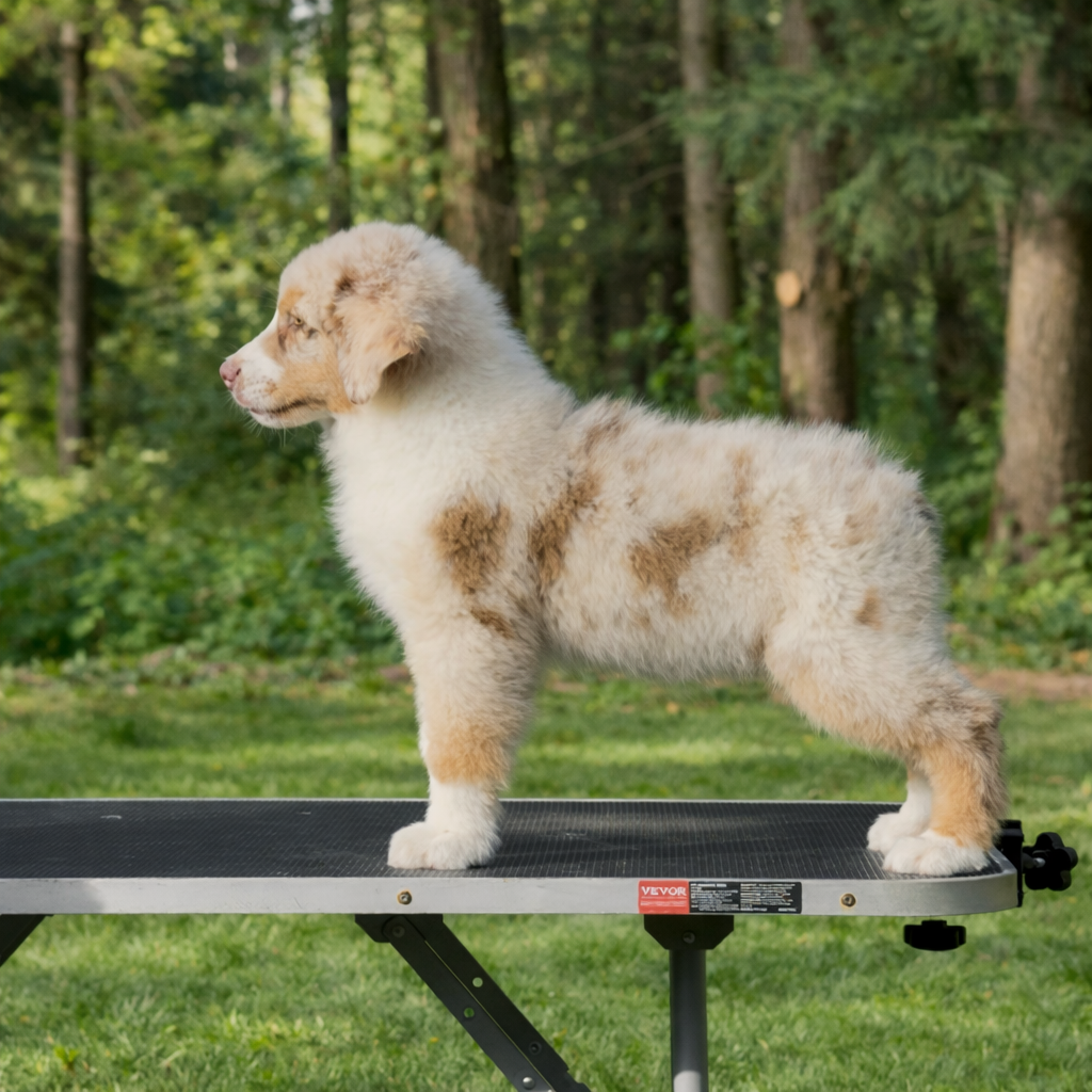 Sheperda A crown forged in fire