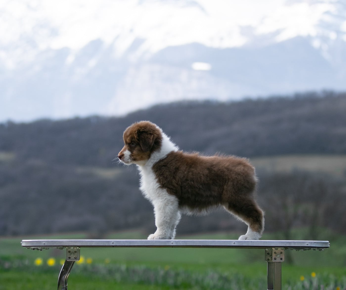 Sheperda A majesty rising from silence