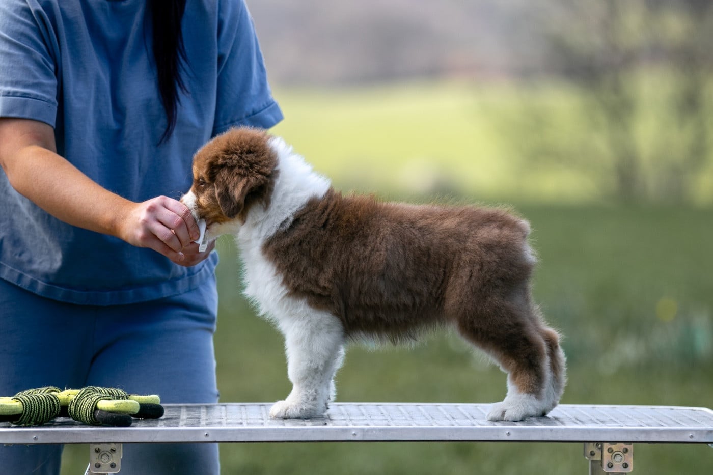 Sheperda A majesty rising from silence