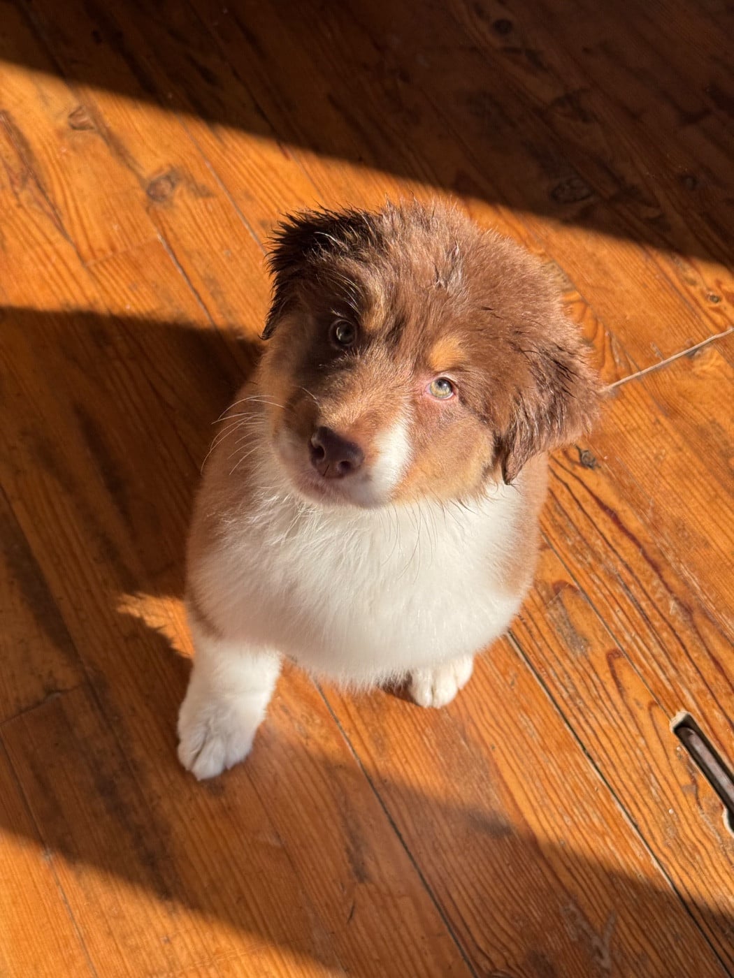 Sheperda A majesty rising from silence