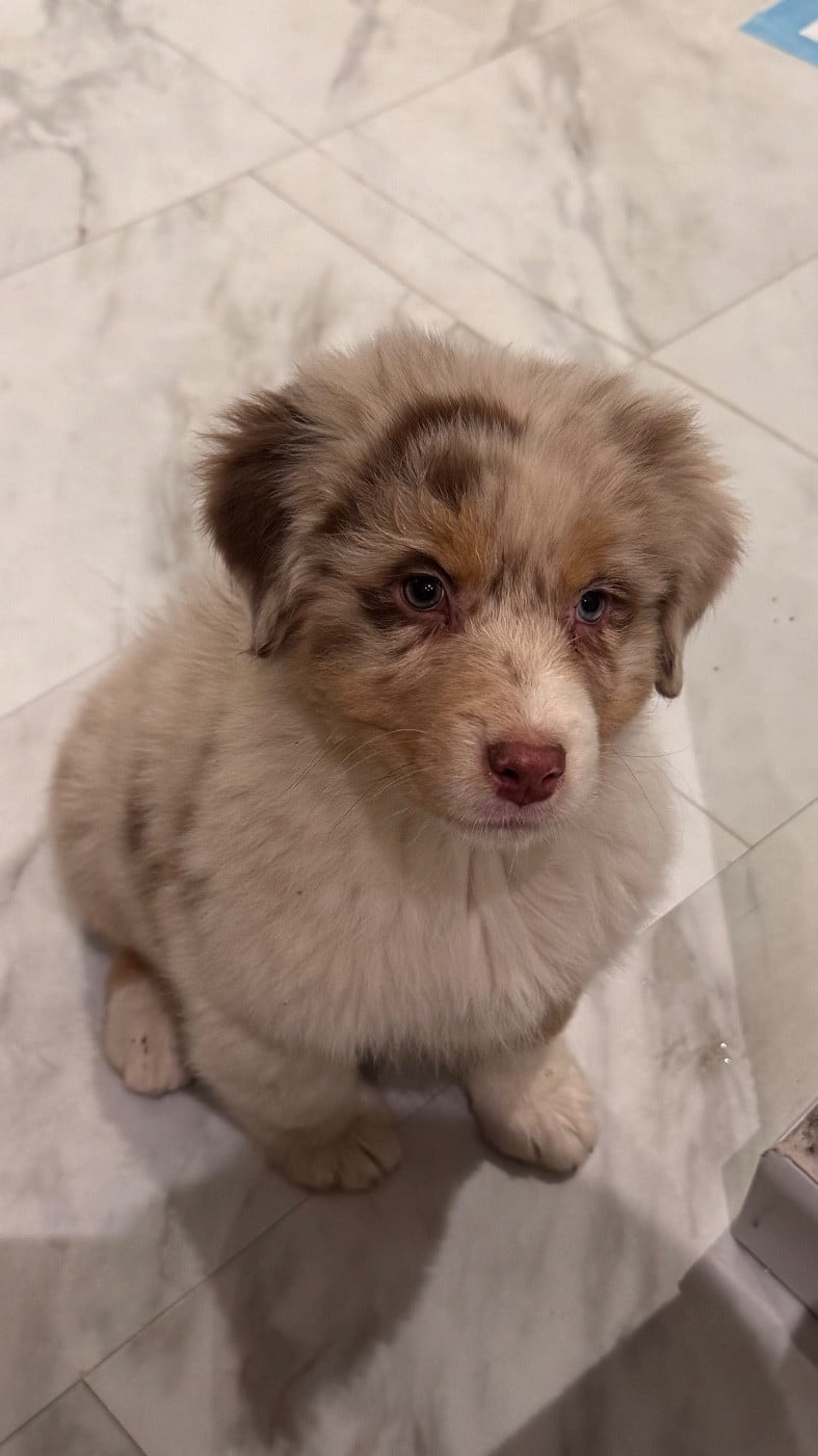 Sheperda A crown forged in fire