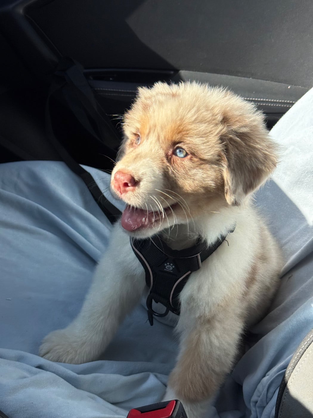 Sheperda A crown forged in fire