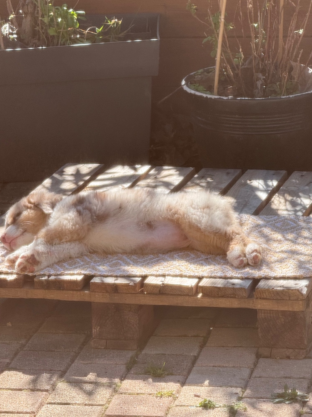 Sheperda A crown forged in fire