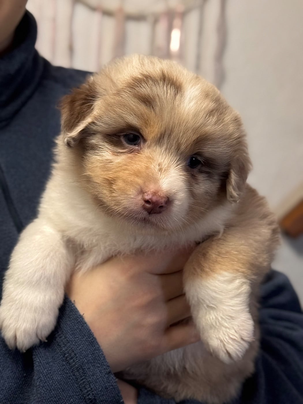 Sheperda A crown forged in fire