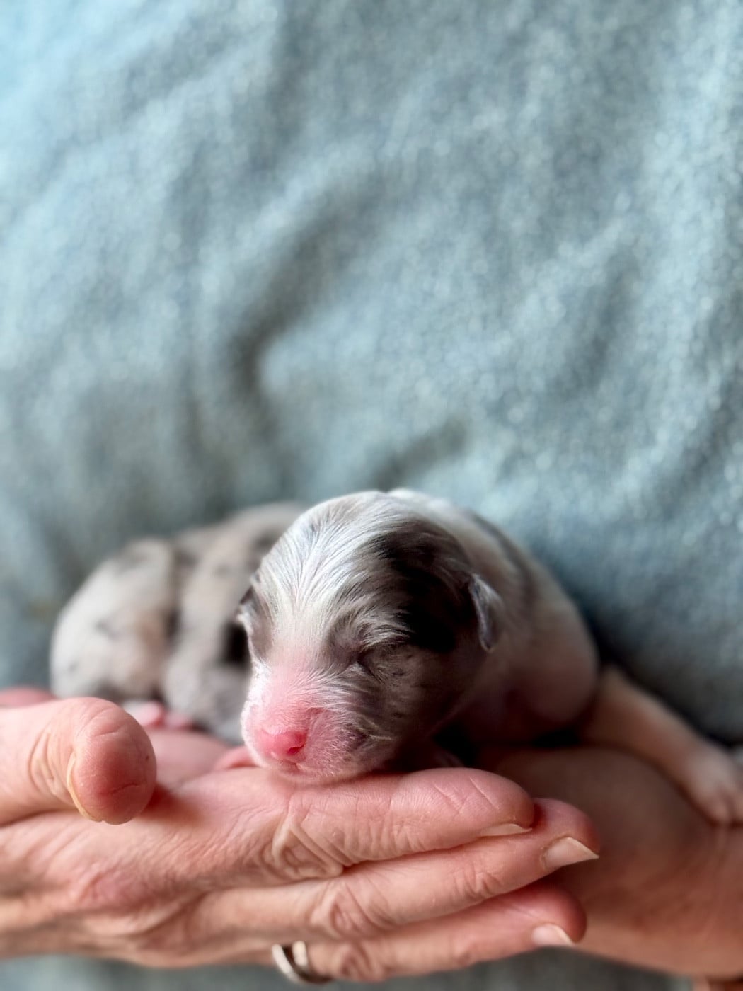 CHIOT 5 - Berger Australien