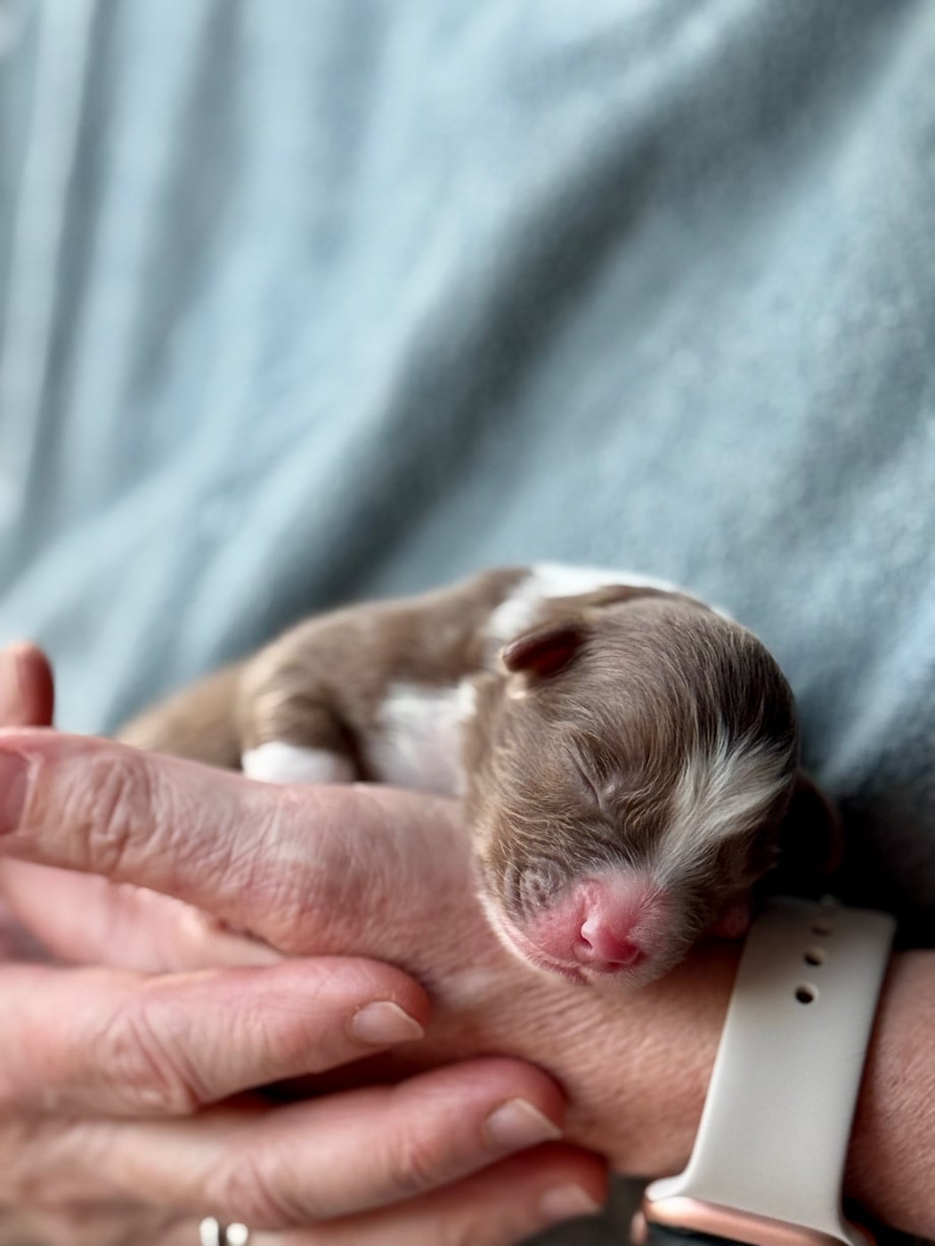 CHIOT 6 - Berger Australien