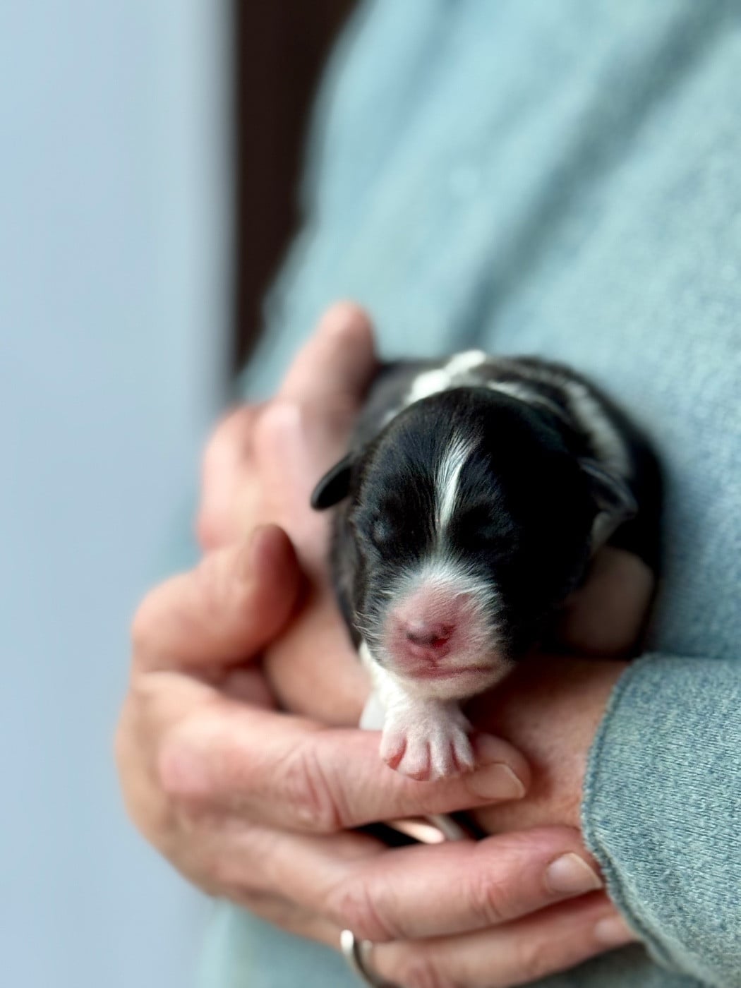 CHIOT 7 - Berger Australien