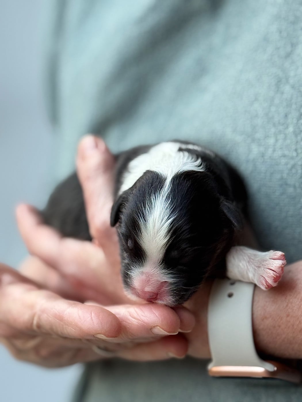 CHIOT 8 - Berger Australien