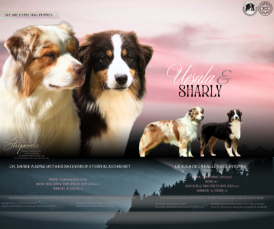 Les chiots de Berger Australien