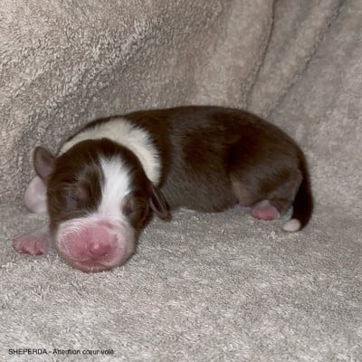 Les chiots de Berger Australien