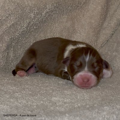 Les chiots de Berger Australien