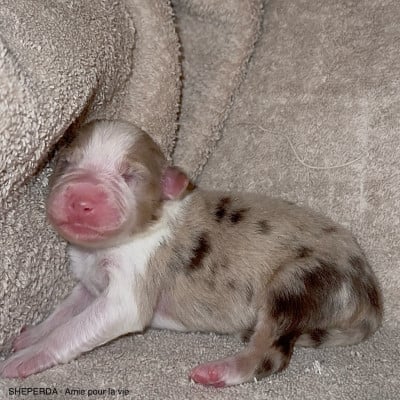 Les chiots de Berger Australien