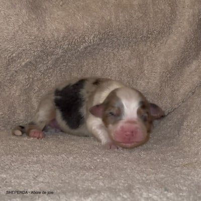 Les chiots de Berger Australien