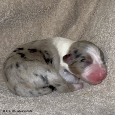 Les chiots de Berger Australien