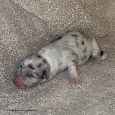 Les chiots de Berger Australien