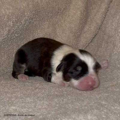 Les chiots de Berger Australien