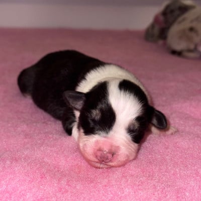 Les chiots de Berger Australien