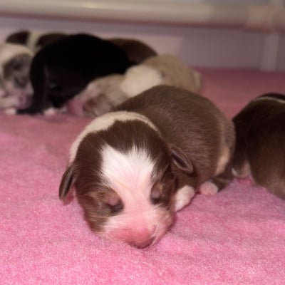 Les chiots de Berger Australien
