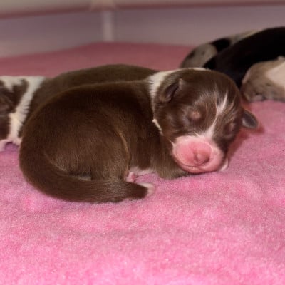 Les chiots de Berger Australien