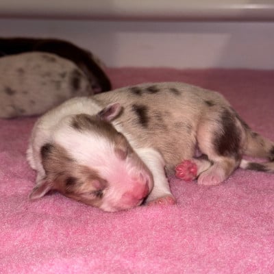 Les chiots de Berger Australien