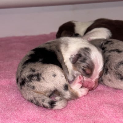 Les chiots de Berger Australien