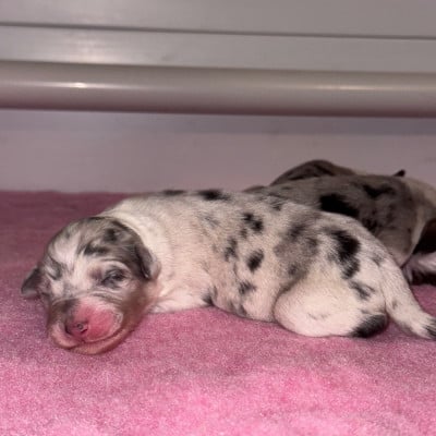 Les chiots de Berger Australien