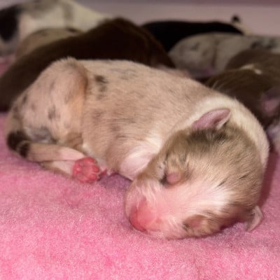 Les chiots de Berger Australien