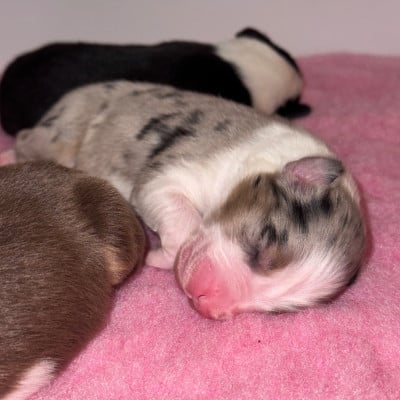 Les chiots de Berger Australien