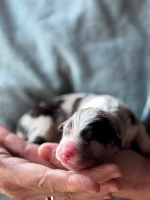 Les chiots de Berger Australien