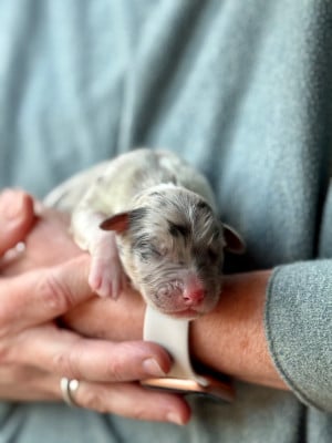 Les chiots de Berger Australien